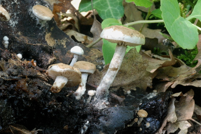 Asterophora lycoperdoides